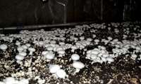محققان چهارمحال‌وبختیاری موفق به تولید خاک پوششی برای صنایع قارچ دکمه‌ای شدند
